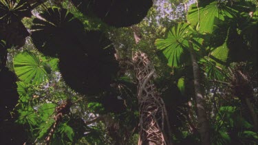 looking up at Fan palms from underneath