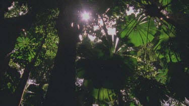 looking at Fan palms from underneath , whole fan fills frame and wider shots with light behind