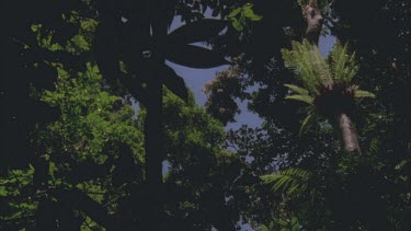 birds nest fern clings to tree trunk