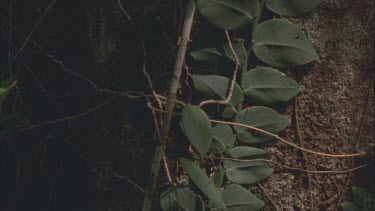 small vine creeping up tree trunk