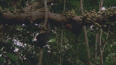 bats clambering up trunk to reach cluster figs , hooks one with claw on wing