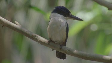 kingfisher sitting on branch turning head