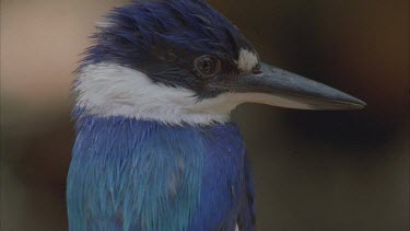 cu of vibrant blue feather on back shakes water off and flies to of shot