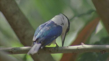 preening feathers after dipping in water , shaking