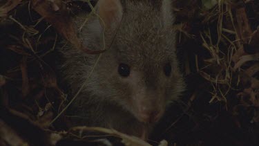 head poking out from leaf lined nest nose and eyes showing