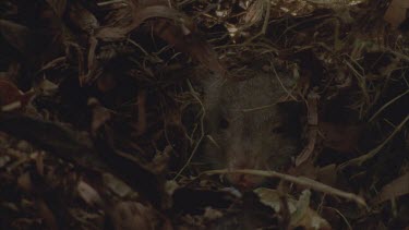 head poking out from leaf lined nest nose and eyes showing going to sleep