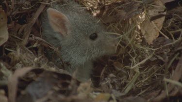 head poking out from leaf lined nest looks around then back in