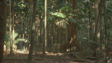 two rangers walk through forest under story indigenous aborigines