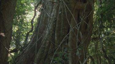 liana vines creeping up and strangling tree possibly strangler fig