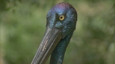 head shot looking around showing beautiful metallic looking feathers on neck