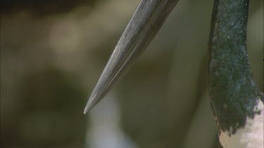 neck head and beak shots , eyes and tilt up neck to head