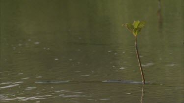 mangroves seedlings emerging from the river