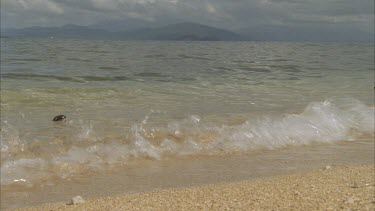 seed washing up on the shore