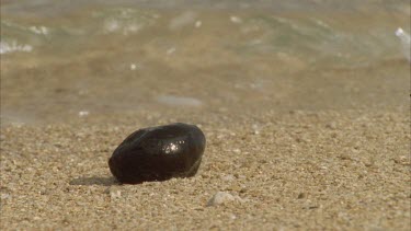 seed washing up on the shore