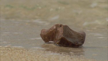 seed washing up on the shore