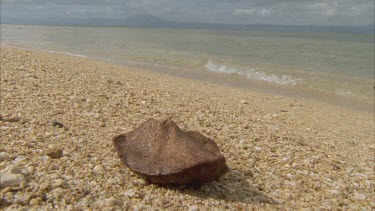 seed washing up on the shore