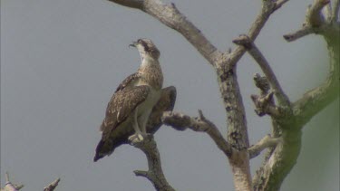 sea eagle roosting on branch