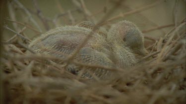 pigeon chick in nest