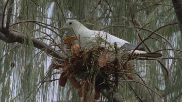 adult pigeon in nest to fruit seeds below form droppings