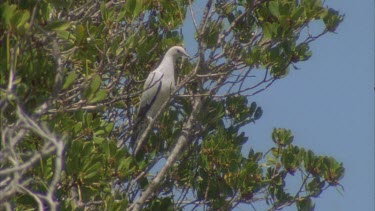 adult pigeon in mangrove trees , some fly off