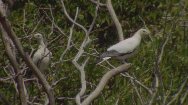 adult pigeon in mangrove trees , some fly off