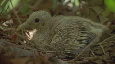 pigeon chick in nest