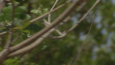 adult pigeon in mangrove trees , some fly off