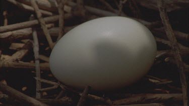 egg in nest
