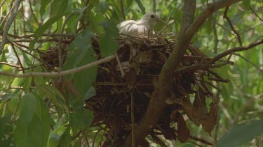 adult pigeon sitting on nest