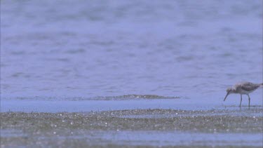 waders probe sands for food