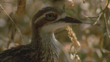 curlew head beak