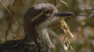 curlew head beak