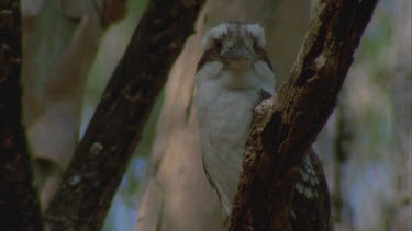 kookaburra perched on bough