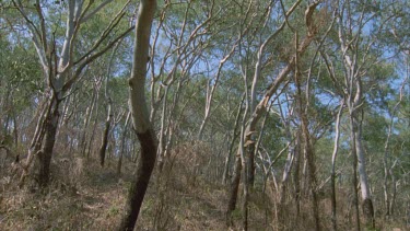 pan across Eucalypt forest