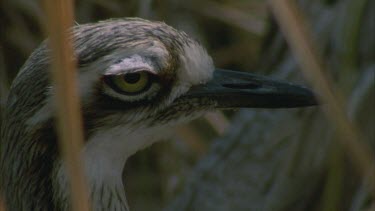 curlew head beak