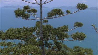 hoop pine tree tilt up to top to see cones