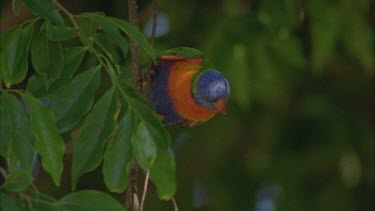 beautiful lorikeets in trees wiping beaks on branches , vibrant colours