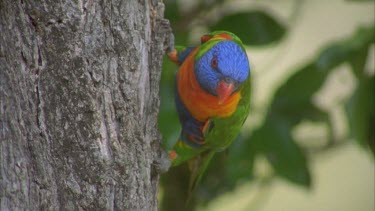 beautiful lorikeets in trees wiping beaks on branches , vibrant colours