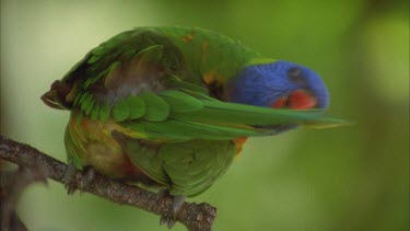 beautiful lorikeet in tree preening