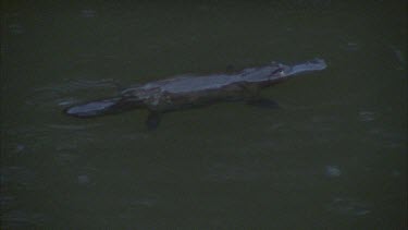 platypus on surface and then swims off under water