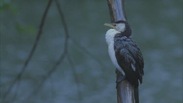 sits on branch very wet as rain falls