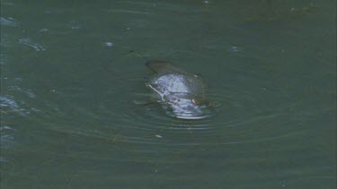 platypus swims at surface and then dives under leaving bubbles behind