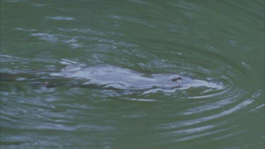 platypus swims at surface and then dives under leaving bubbles behind