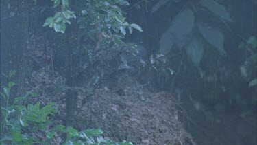 turkey on leafy mound scratching leaves off