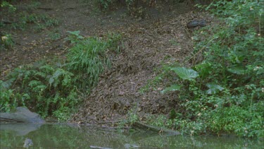 turkey on leafy mound scratching on hillside