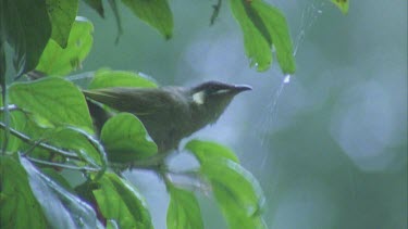 honeyeater looking for insect and then flies off