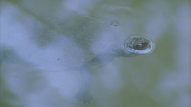 turtle floating just below surface nostrils just above