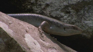 land mullet skink suns itself on rock