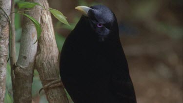 male bird head eyes and beak profile looking around