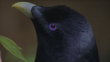 male bird head eyes and beak profile looking around